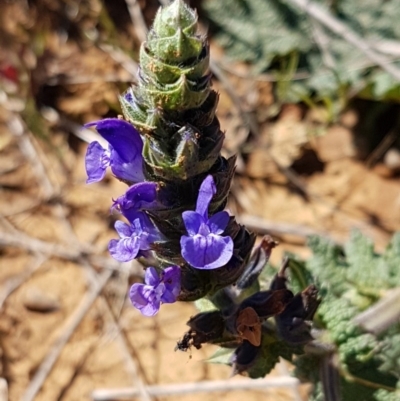 Salvia verbenaca var. verbenaca (Wild Sage) at Mitchell, ACT - 29 Sep 2020 by tpreston