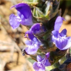 Salvia verbenaca var. verbenaca at Mitchell, ACT - 29 Sep 2020 11:31 AM