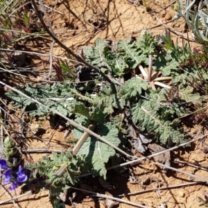 Salvia verbenaca var. verbenaca at Mitchell, ACT - 29 Sep 2020 11:31 AM