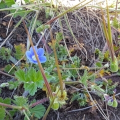 Erodium crinitum at Mitchell, ACT - 29 Sep 2020