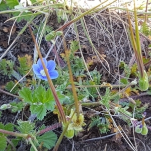 Erodium crinitum at Mitchell, ACT - 29 Sep 2020