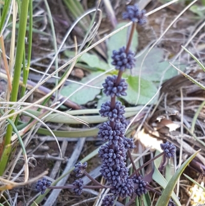 Lomandra multiflora (Many-flowered Matrush) at Mitchell, ACT - 29 Sep 2020 by tpreston