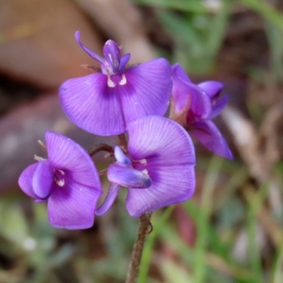 Swainsona sp. at Paddys River, ACT - 27 Sep 2020 by RodDeb