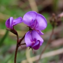 Swainsona sp. at Paddys River, ACT - 27 Sep 2020