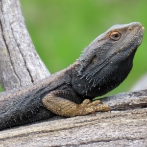 Pogona barbata at Paddys River, ACT - suppressed