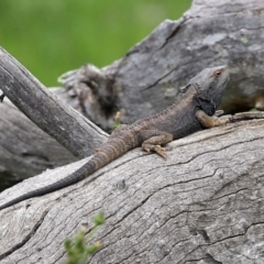 Pogona barbata at Paddys River, ACT - suppressed