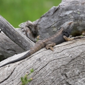 Pogona barbata at Paddys River, ACT - 27 Sep 2020