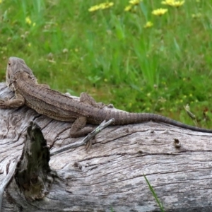 Pogona barbata at Paddys River, ACT - 27 Sep 2020