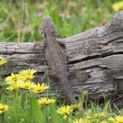 Pogona barbata at Paddys River, ACT - 27 Sep 2020