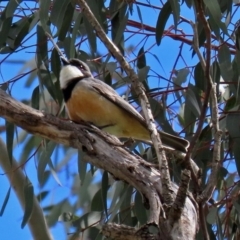 Pachycephala rufiventris (Rufous Whistler) at Paddys River, ACT - 27 Sep 2020 by RodDeb