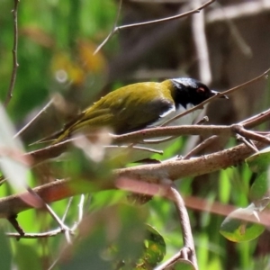 Melithreptus lunatus at Tharwa, ACT - 27 Sep 2020 12:53 PM