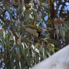 Melithreptus lunatus at Tharwa, ACT - 27 Sep 2020 12:53 PM