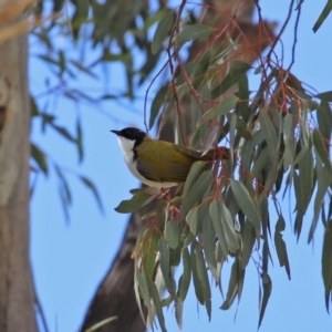 Melithreptus lunatus at Tharwa, ACT - 27 Sep 2020 12:53 PM