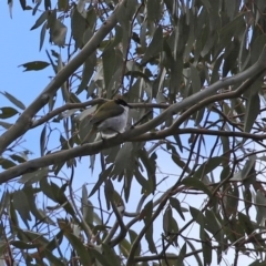 Melithreptus lunatus at Tharwa, ACT - 27 Sep 2020 12:53 PM