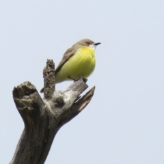 Gerygone olivacea (White-throated Gerygone) at Tharwa, ACT - 27 Sep 2020 by RodDeb