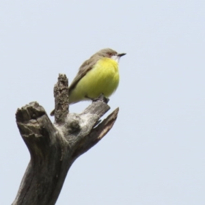 Gerygone olivacea at Tharwa, ACT - 27 Sep 2020 12:42 PM