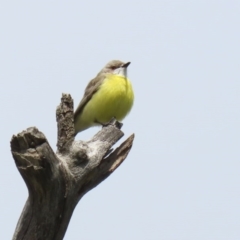 Gerygone olivacea at Tharwa, ACT - 27 Sep 2020