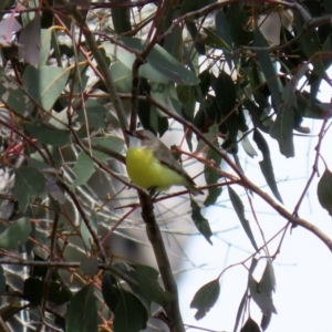 Gerygone olivacea at Tharwa, ACT - 27 Sep 2020 12:42 PM