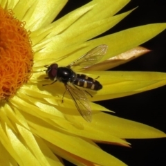 Syrphini (tribe) (Unidentified syrphine hover fly) at Acton, ACT - 28 Sep 2020 by RodDeb