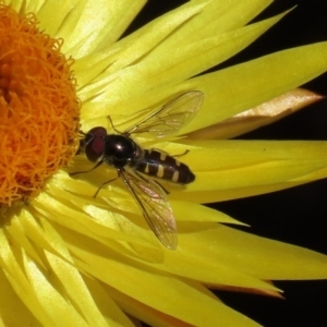 Syrphini sp. (tribe) at Acton, ACT - 28 Sep 2020