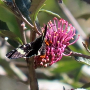 Phalaenoides glycinae at Acton, ACT - 28 Sep 2020