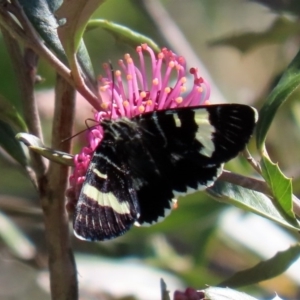 Phalaenoides glycinae at Acton, ACT - 28 Sep 2020