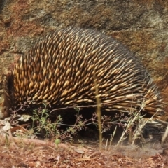 Tachyglossus aculeatus (Short-beaked Echidna) at Acton, ACT - 28 Sep 2020 by RodDeb