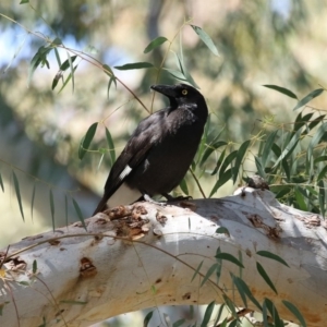 Strepera graculina at Acton, ACT - 28 Sep 2020