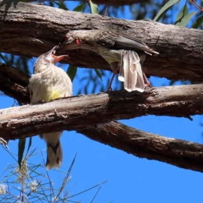 Anthochaera carunculata (Red Wattlebird) at ANBG - 28 Sep 2020 by RodDeb