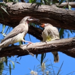 Anthochaera carunculata at Acton, ACT - 28 Sep 2020