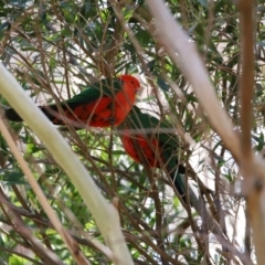 Alisterus scapularis (Australian King-Parrot) at GG179 - 28 Sep 2020 by RodDeb