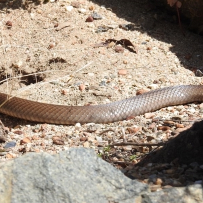 Pseudonaja textilis (Eastern Brown Snake) at Acton, ACT - 28 Sep 2020 by RodDeb