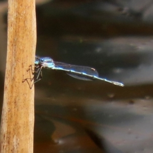 Austrolestes leda at Acton, ACT - 28 Sep 2020