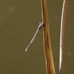 Austrolestes leda at Acton, ACT - 28 Sep 2020 12:27 PM