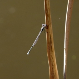 Austrolestes leda at Acton, ACT - 28 Sep 2020