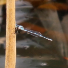 Austrolestes leda at Acton, ACT - 28 Sep 2020 12:27 PM