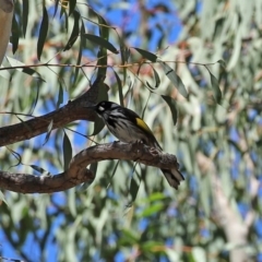 Phylidonyris novaehollandiae at Acton, ACT - 28 Sep 2020