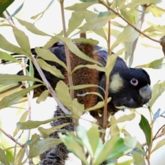 Zanda funerea (Yellow-tailed Black-Cockatoo) at Acton, ACT - 28 Sep 2020 by RodDeb