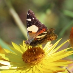 Vanessa itea (Yellow Admiral) at Acton, ACT - 28 Sep 2020 by RodDeb