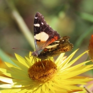 Vanessa itea at Acton, ACT - 28 Sep 2020 12:17 PM