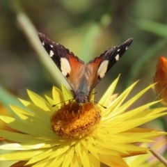 Vanessa itea at Acton, ACT - 28 Sep 2020 12:17 PM