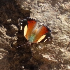 Vanessa itea at Acton, ACT - 28 Sep 2020 12:17 PM