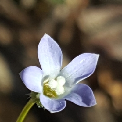 Wahlenbergia gracilenta (Annual Bluebell) at Wanniassa Hill - 28 Sep 2020 by Mike