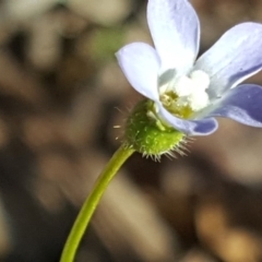 Wahlenbergia gracilenta at Jerrabomberra, ACT - 28 Sep 2020