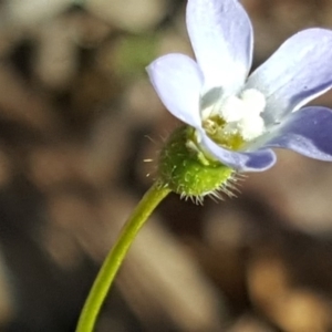 Wahlenbergia gracilenta at Jerrabomberra, ACT - 28 Sep 2020