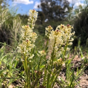 Stackhousia monogyna at Forde, ACT - 28 Sep 2020