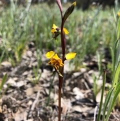 Diuris pardina at Throsby, ACT - 28 Sep 2020