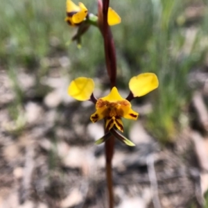 Diuris pardina at Throsby, ACT - 28 Sep 2020