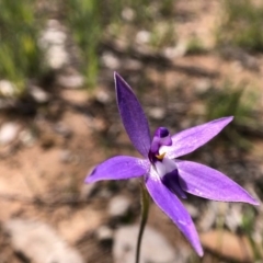 Glossodia major (Wax Lip Orchid) at Throsby, ACT - 28 Sep 2020 by JasonC