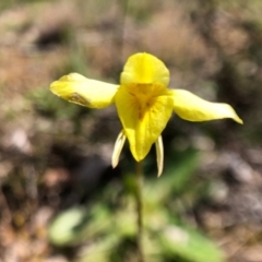 Diuris chryseopsis (Golden Moth) at Forde, ACT - 28 Sep 2020 by JasonC